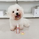 대전24시 센트럴동물병원 | 강아지 농피증 피부염, 대전 24시 동물병원 다녀왔어요