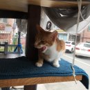 캣츠살롱 이미지