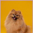 마음반려 동물의료원 | 수원 24시 마음반려동물의료원 고양이 건강검진 핵심 정보와 활용법