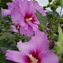 무궁화농원 이미지