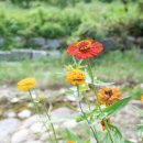 싱그랭이 이미지