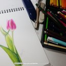 [성인] 색연필로 그리는 꽃 그림 보태니컬 아트 이미지