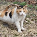 누리종합동물병원 | [원주] 누리종합동물병원 "고양이 전발치, 발치 수술 추천 병원"