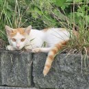 도초 고란리 매향비 이미지