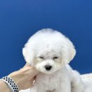 밍그루밍 이미지