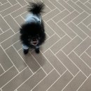 멍그니엘 애견호텔 수원점 이미지