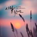 디자인시월