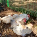 인천농장 이미지