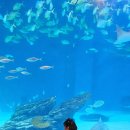 장수카닥터샵 | 대구 신세계백화점 가볼만한곳 아기랑 실내 대구데이트 아쿠아리움