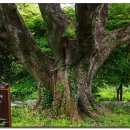 영천다원 이미지