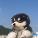 김해 강아지분양 고양이분양 도그하우스 외동점 네이버블로그