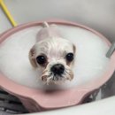 솜이 펫살롱 이미지