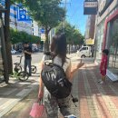 미스트롯 | kbs아레나 미스트롯1 첫정 콘서트 후기 + 코요태