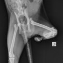 새만금동물병원 이미지