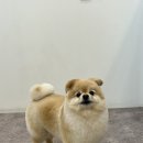 화사하개 이미지