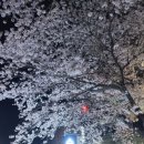 여수 충무고등학교 교문앞 벚꽃(야간) 이미지