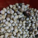 파인앤애플 펜션 | [몽산포펜션]파인앤애플에서 가족여행 하고 왔어요