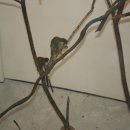 H8098 Daum카페