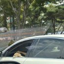 현완단겸상추튀김 이미지