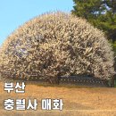 충렬사 | 부산 뚜벅이 충렬사 만월매 매화 실시간 개화 상태 대중교통 포토존 가는법