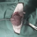 엘로이 동물병원 | 🐶 10살 말티즈, 방광결석 제거 수술 후기