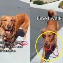 로얄캐닌코리아 유한회사 이미지