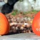 대봉 이미지