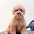 Grooming574 이미지