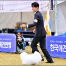 유어펫 라운지 강아지분양 이미지