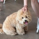 아지오펫살롱 네이버블로그