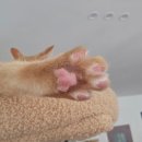 냥스테이 고양이 카페 네이버블로그