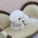 빛날개 네이버블로그
