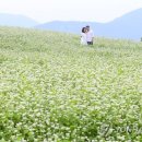 성읍리-28 이미지