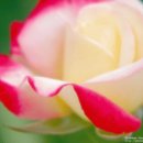 선경이네 이미지