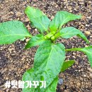 텃밭이야기 | 애플수박부터 앉은뱅이 방울토마토 키우기 초보 텃밭 시작 후기