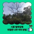 시흥방치차량보관소 | 시흥 벌목업체 위험한 나무 처리 방법