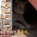 친구가 죽고 난 후 식음전폐한 강아지 이미지