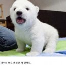 개 인
