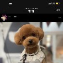 트리멍마마 이미지