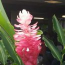 붉은생강 Red Ginger (Alpinia purpurata) Ostrich Plume 또는 Pink Cone Ginger 이미지