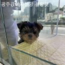 광주강아지분양 블랑펫 이미지