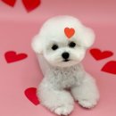 허그몽몽 이미지