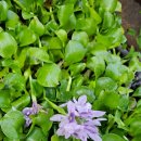 푸른농원연잎밥 이미지