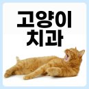 플러스동물메디컬센터 | 고양이 입냄새 원인 치과 전문 동물병원에서 확인하세요!