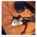 네네치킨양문점 | ㋆