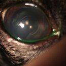 래이동물의료센터 이미지