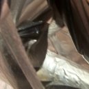 전 메뉴가 맛있는 대구 월배시장 분식 맛집 "일가분식" 후기