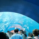 울산광역시남구도시관리공단(장생포고래생태체험관) | [아기랑 울산여행] 장생포 고래박물관 &amp; 고래생태체험관 &amp; 울산함 후기