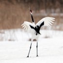 학-비상 이미지