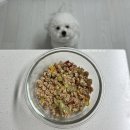 도그먼트 이미지